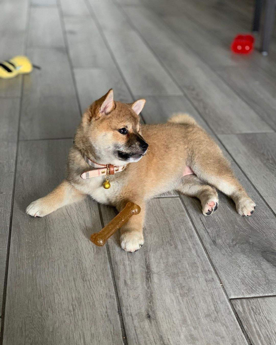 Shiba Inu